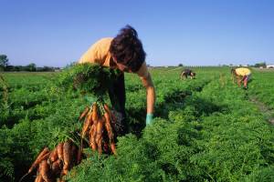 recogiendo zanahorias de la granja